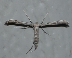 Hellinsia inquinatus