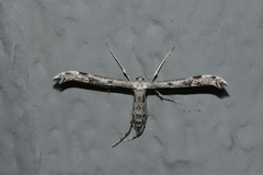 Hellinsia inquinatus