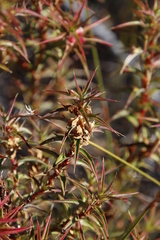 Cliffortia acanthophylla