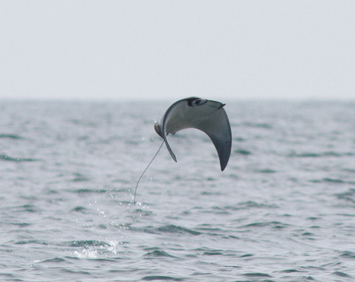 Munk's devil ray (Mobula munkiana) — Myliobatidae — 3