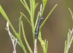 Asteromyia gutierreziae