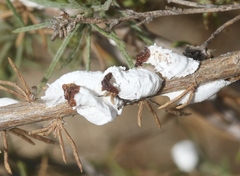 Pulvinaria bigeloviae