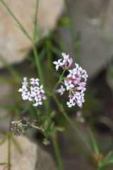 Asperula aristata