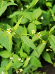 Galinsoga quadriradiata