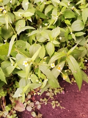Galinsoga quadriradiata