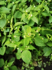 Galinsoga quadriradiata