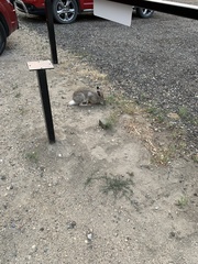 Lepus townsendii