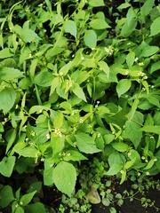 Galinsoga quadriradiata