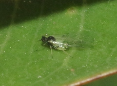 Aphis cuscutae
