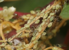 Aphis cuscutae