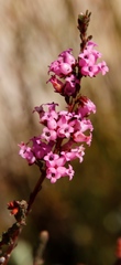 Erica daphniflora