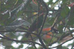 Chlorornis riefferii