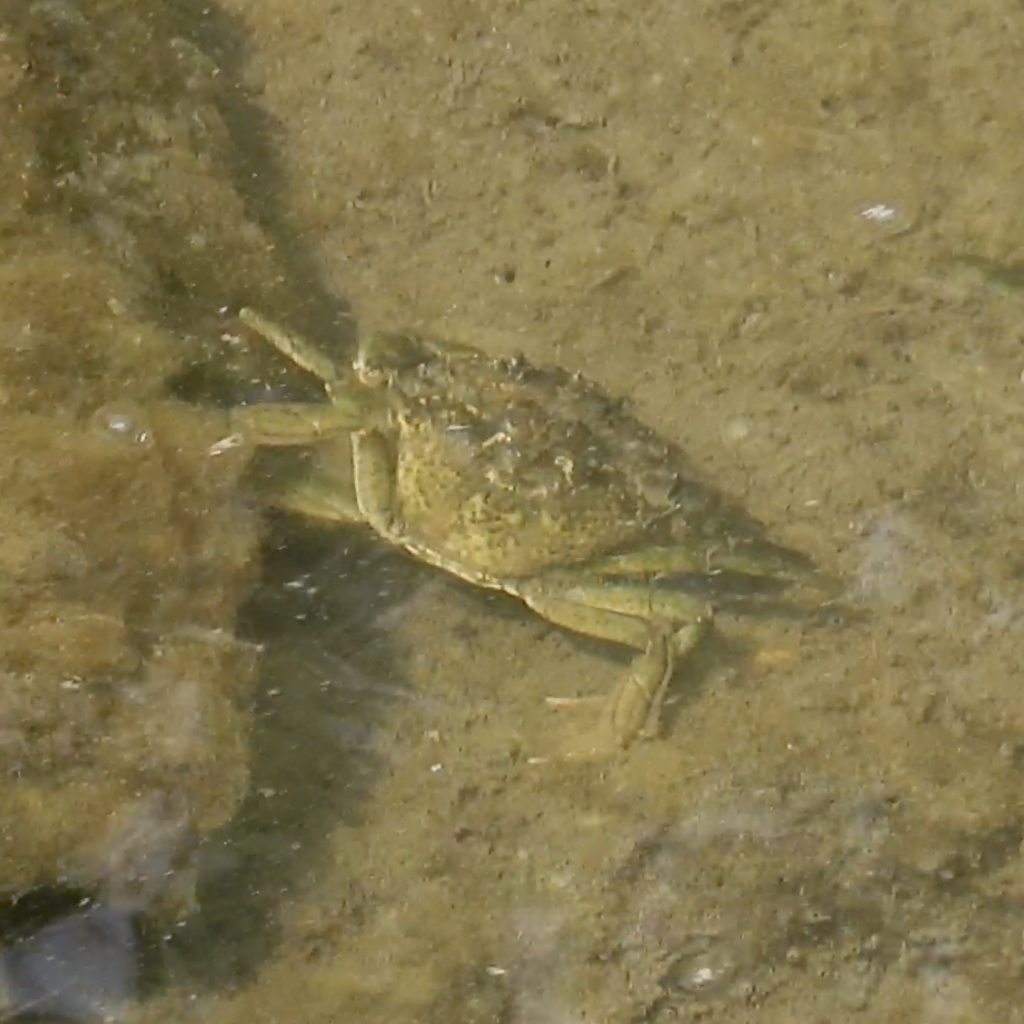 Photo of Mediterranean green crab (Carcinus aestuarii)
