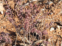 Crassula mesembryanthoides