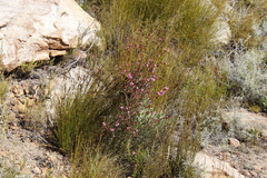 Erica daphniflora