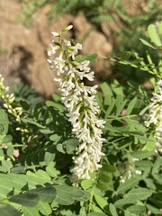 Eysenhardtia orthocarpa