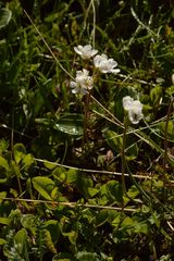 Androsace adfinis brigantiaca
