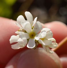 Androsace adfinis brigantiaca
