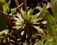 Androsace adfinis brigantiaca