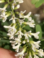 Eysenhardtia orthocarpa