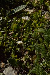 Androsace adfinis brigantiaca