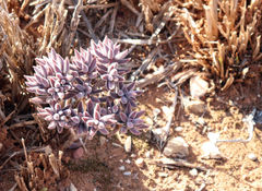 Crassula mesembryanthoides
