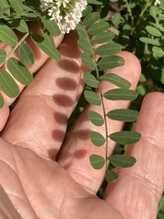 Eysenhardtia orthocarpa