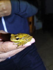 Boana prasina