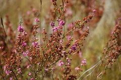 Erica daphniflora
