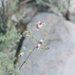 Eriocephalus punctulatus