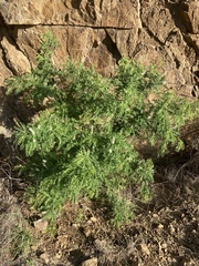 Eysenhardtia orthocarpa