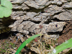 Mediodactylus heterocercus