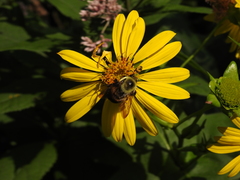Bombus griseocollis