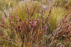 Erica daphniflora
