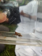 Delphax crassicornis