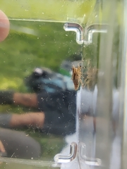 Delphax crassicornis