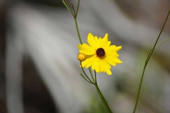 Coreopsis leavenworthii