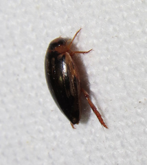 Coptotomus