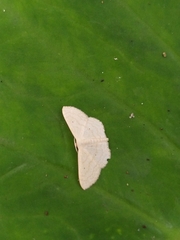 Geometridae