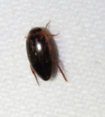 Coptotomus