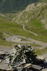 Saussurea depressa