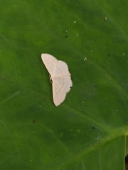 Geometridae