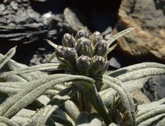 Saussurea depressa