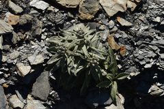 Saussurea depressa