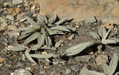 Saussurea depressa
