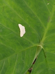 Geometridae