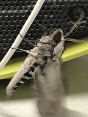 Sphinx perelegans