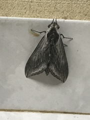 Sphinx perelegans