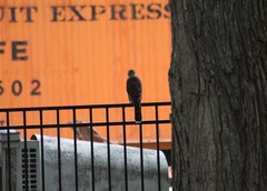 Accipiter cooperii