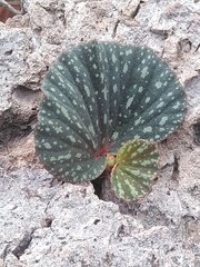 Begonia tapatia